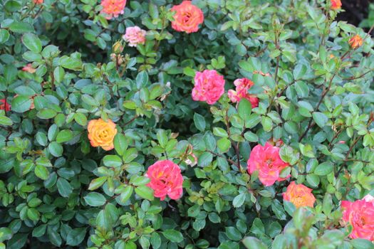 The picture shows red rose in the garden in the summer