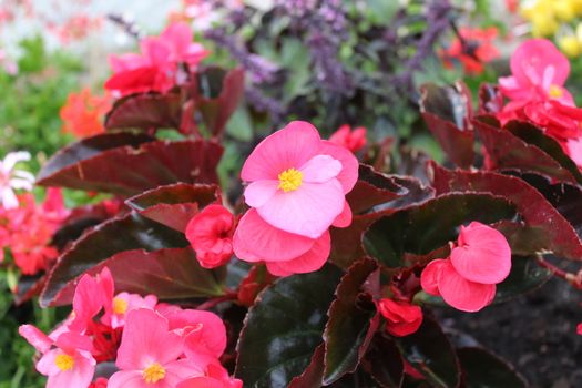 The picture shows a wax begonia in the garden