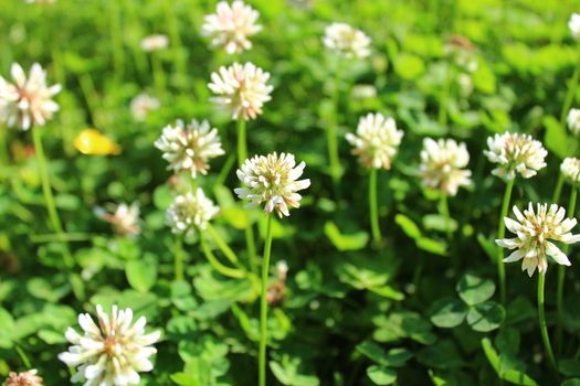 The picture shows white clover in the meadow