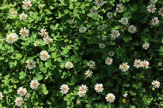 The picture shows white clover in the meadow