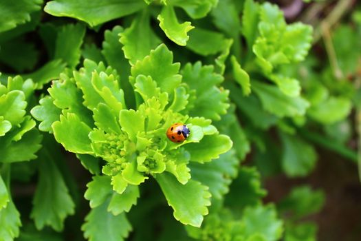 The picture shows ladybird on a plant in the garden