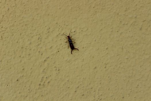 The picture shows an earwig on the white wall