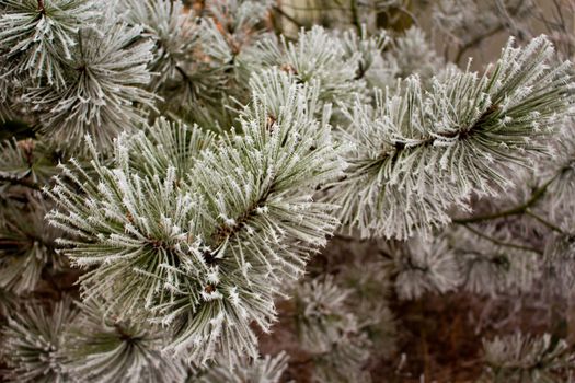 Winter in forests. Frozen spruce trees and branches.