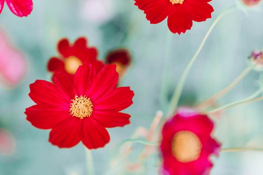 Closeup beautiful red cosmos flower in the field with sunlight at morning, selective focus