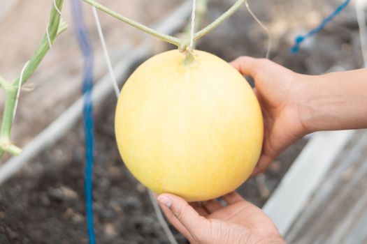 Woman hand holding fresh mellon on tree branch in the farm, selective focus