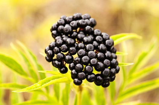 wild black berries photographed on a meadow