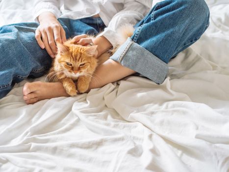 Woman in classic blue jeans sits on crumpled bed sheet and strokes cute ginger cat. Fluffy pet on unmade bed. Lazy morning bedtime with fluffy pet in cozy home. Bedroom lit with sunlight.