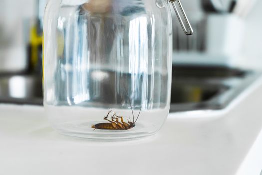 Cockroach in a glass jar in the kitchen.
