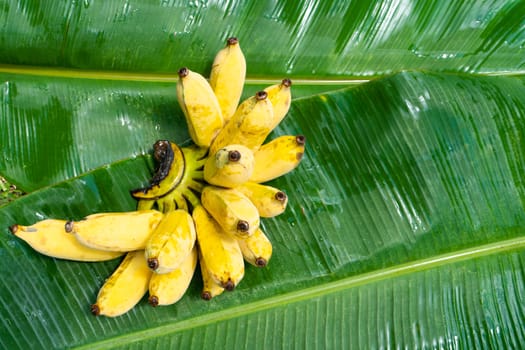 A branch of juicy yellow bananas on a green banana leaf. Ripe juicy fruits