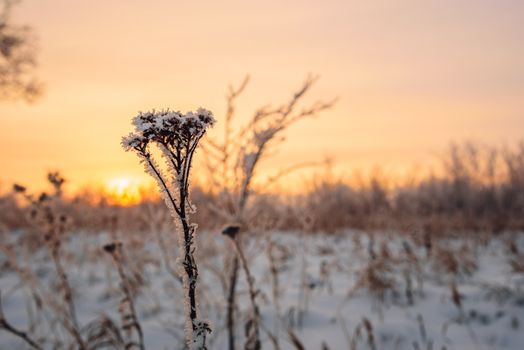 Frosted meadow flowers in the sunset light