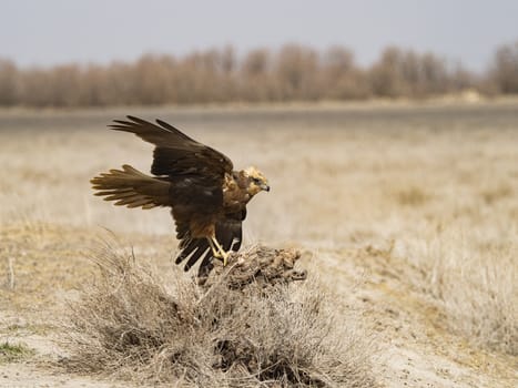 Western marsh harrier (Circus aeruginosus)