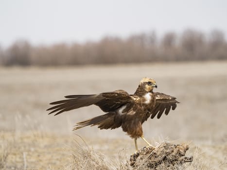 Western marsh harrier (Circus aeruginosus)