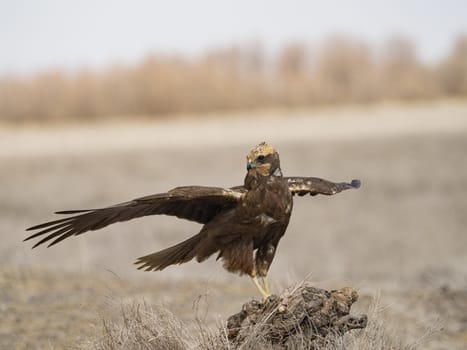 Western marsh harrier (Circus aeruginosus)