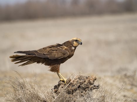 Western marsh harrier (Circus aeruginosus)