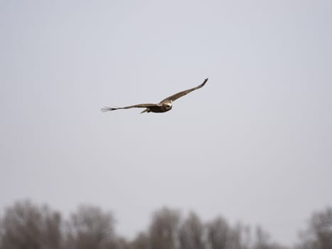 Western marsh harrier (Circus aeruginosus)