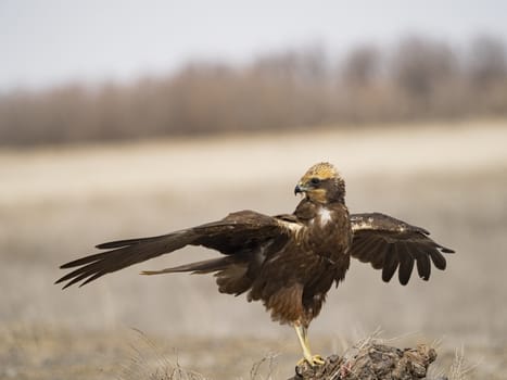 Western marsh harrier (Circus aeruginosus)