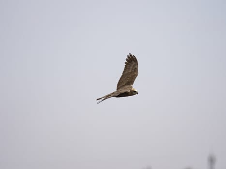 Western marsh harrier (Circus aeruginosus)