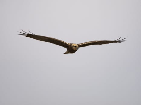 Western marsh harrier (Circus aeruginosus)