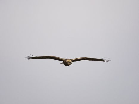 Western marsh harrier (Circus aeruginosus)