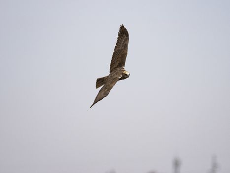 Western marsh harrier (Circus aeruginosus)