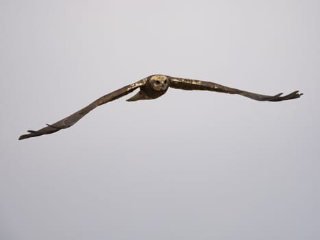 Western marsh harrier (Circus aeruginosus)