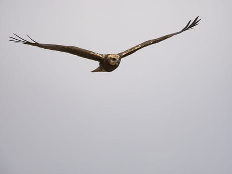 Western marsh harrier (Circus aeruginosus)