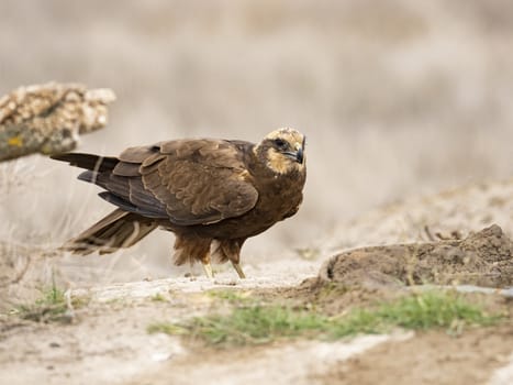 Western marsh harrier (Circus aeruginosus)