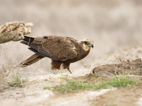 Western marsh harrier (Circus aeruginosus)