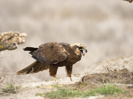 Western marsh harrier (Circus aeruginosus)