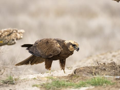 Western marsh harrier (Circus aeruginosus)