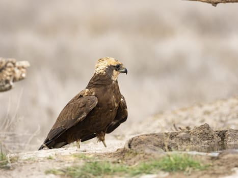 Western marsh harrier (Circus aeruginosus)