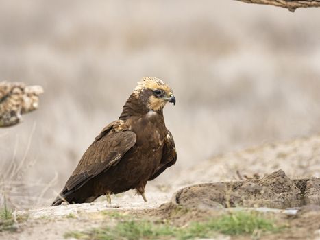 Western marsh harrier (Circus aeruginosus)