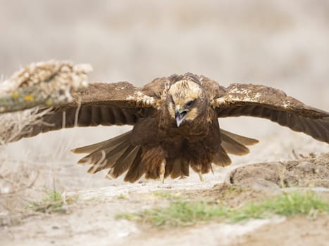 Western marsh harrier (Circus aeruginosus)