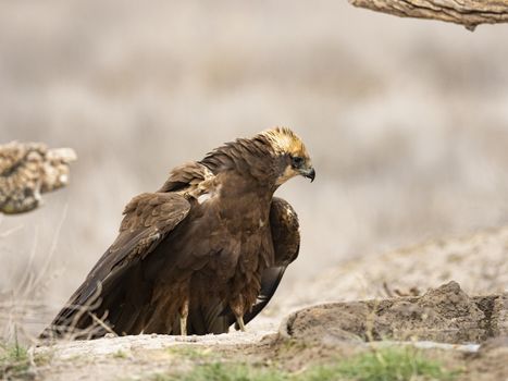 Western marsh harrier (Circus aeruginosus)