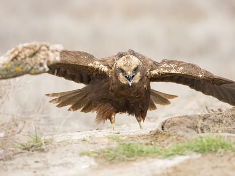 Western marsh harrier (Circus aeruginosus)