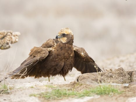 Western marsh harrier (Circus aeruginosus)