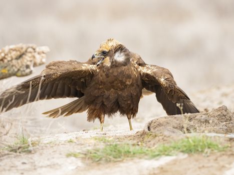 Western marsh harrier (Circus aeruginosus)