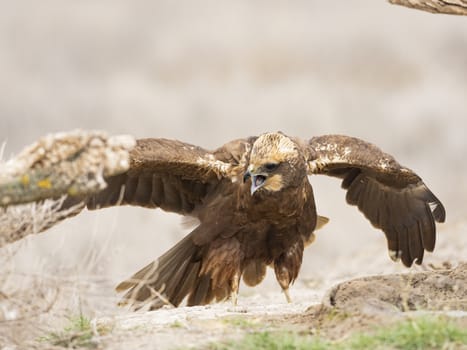 Western marsh harrier (Circus aeruginosus)