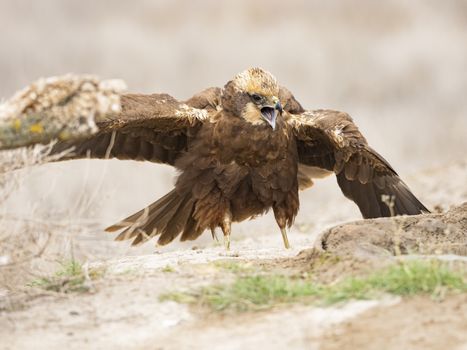 Western marsh harrier (Circus aeruginosus)