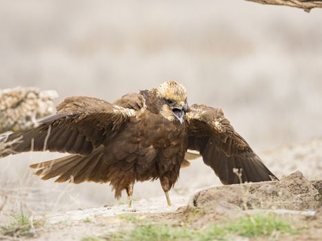 Western marsh harrier (Circus aeruginosus)