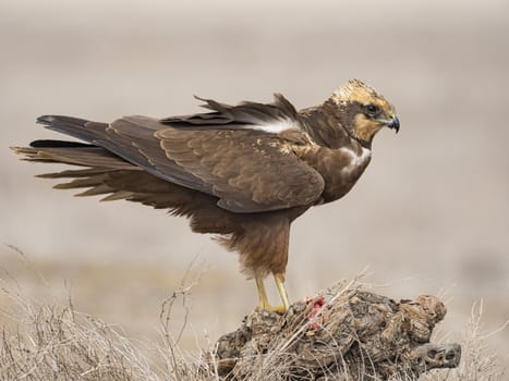 Western marsh harrier (Circus aeruginosus)