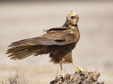 Western marsh harrier (Circus aeruginosus)