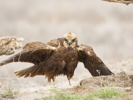 Western marsh harrier (Circus aeruginosus)