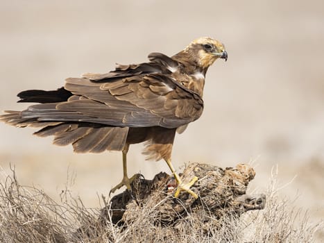 Western marsh harrier (Circus aeruginosus)