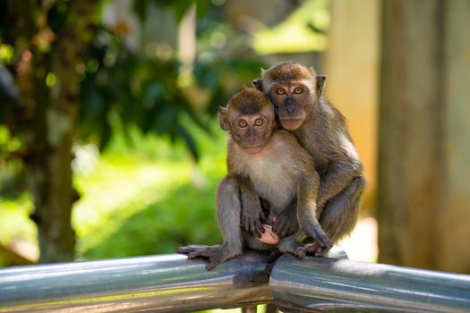 Two little monkeys hug while sitting on a fence.