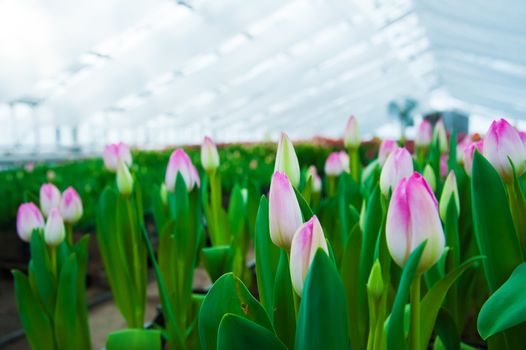 Spring scene of tulip field. Agribusiness greenhouse seedling spring.