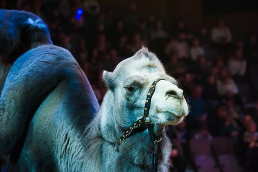 Circus performance. Circus camel performs in the circus