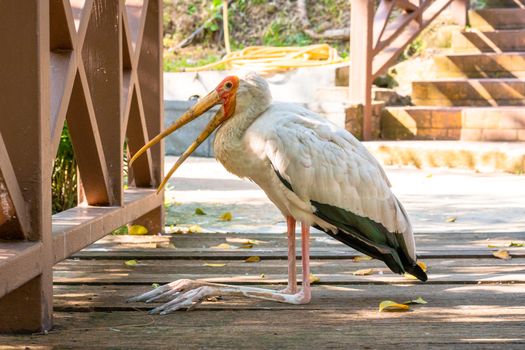 A milk stork sits on the ground with an open beak. Hot day.
