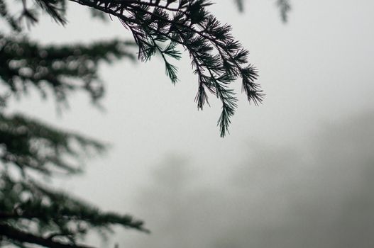 Foggy winter shoot showing deciduous, fir christmas trees with pointy leaves slowly fading off into the distance in fog. Shows a winter wonderland closeup shot with leaves in the foreground with large trees in the background