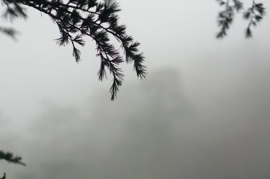 Foggy winter shoot showing deciduous, fir christmas trees with pointy leaves slowly fading off into the distance in fog. Shows a winter wonderland closeup shot with leaves in the foreground with large trees in the background